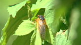 Cicadas returning to Middle TN, Southern KY soon!