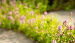 Creeping Thyme Lawn: An Eco-Friendly Alternative to Turfgrass