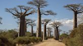 Study reveals how ‘upside down’ trees dubbed ‘mother of forest’ thrived across oceans, defying extinction