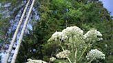 What is giant hogweed, the UK’s ‘most dangerous’ plant?