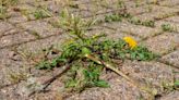 I’m a gardening expert - my 65p hack gets rid of pesky weeds overnight