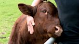 Pet cow named Clementina is jealous of her mom's boyfriend