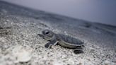 Turtle season approaches | Your Observer