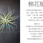 心栽花坊-棉花糖/空氣鳳梨/懶人植物/售價150特價120