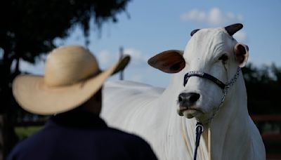 Es la vaca más cara del mundo y parte del plan de Brasil para poner carne en el plato de todos