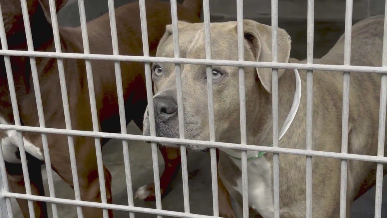 Riverside County animal shelters waiving all fees on special call-to-action day