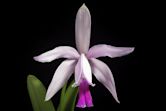 Cattleya intermedia