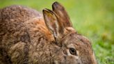 Why do pet rabbits dig like there's no tomorrow?