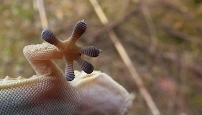 Lagartixas comem mosquito da dengue e baratas, e de quebra ainda são fofinhas