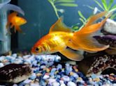 Fantail (goldfish)