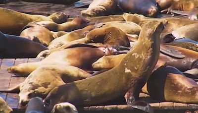 Surge of sea lions at the San Francisco Bay is the most they’ve seen in 15 years