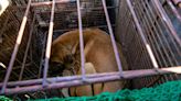 South Korea passes bill to ban eating dog meat, ending controversial practice as consumer habits change