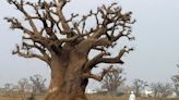 El baobab, el 'árbol de la vida', surgió en Madagascar, según revela un estudio