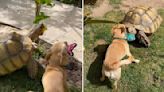 Dog Is Determined To Find A Toy The Tortoise Will Play With