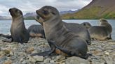 Highly infectious form of bird flu confirmed for first time in Antarctic seals