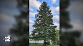 Search is on for Michigan's 2024 state Christmas tree