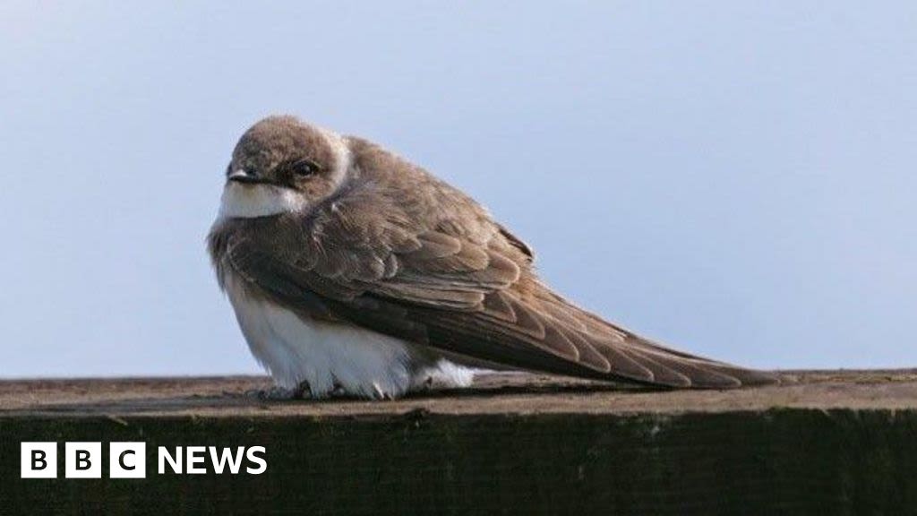 WWT Washington visitors asked to help track sand martin nesting