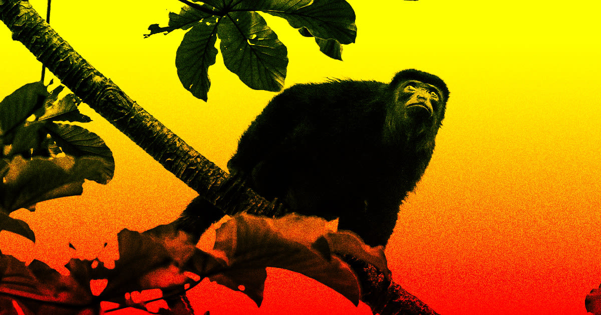Mexico Getting So Hot That Monkeys Are Falling Dead From Trees