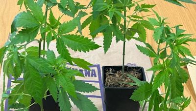 Limerick gardaí uncover cannabis-growing operation in residential home