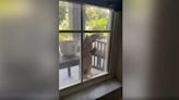 Giant lizard climbs window of Florida home