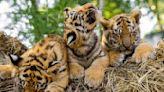 Uttarakhand: Two tiger cubs translocated from Corbett Tiger Reserve killed by leopards in Rajaji Tiger Reserve