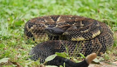 Hikers Capture Rare Video of Rattlesnakes Fighting in Massachusetts and It's Wild