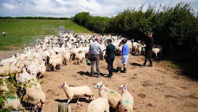 Watch flock of sheep flee as Rishi Sunak and David Cameron try to feed them