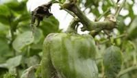 Practical Farmers of Iowa field day is Saturday at People's Community Health Clinic Garden