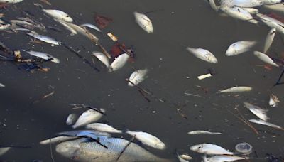 Over 400 fish dead in major fish kill in Donegal