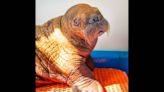 Baby walrus saved by Alaska oil workers gets constant care. See adorable photos