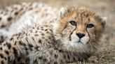 ‘Wonderful news’: Big cat conservationists jailed on espionage charge in Iran released after 6 years