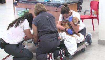 New emergency veterinary clinic in Elk Grove offers pet owners a unique experience