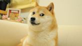 Kabosu Dies: Beloved Shiba Inu Who Gained Fame As Doge Meme Was 18