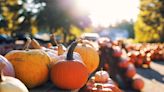 Pumpkins May Be In Short Supply At Some Farms This Fall