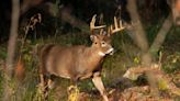 'Forever chemicals' in deer, fish challenge hunters, tourism