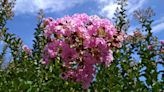 Dwarf And Semi-Dwarf Crepe Myrtle Trees We Love