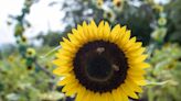 Una familia nicaragüense crea un negocio turístico con un campo de girasoles