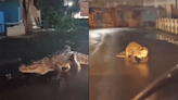 Watch | Crocodile Spotted Strolling On Road After Heavy Rain In Maharashtra's Ratnagiri