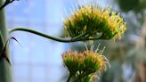 Una planta que florece una vez al siglo abre sus flores en un parque de Tokio - ELMUNDOTV