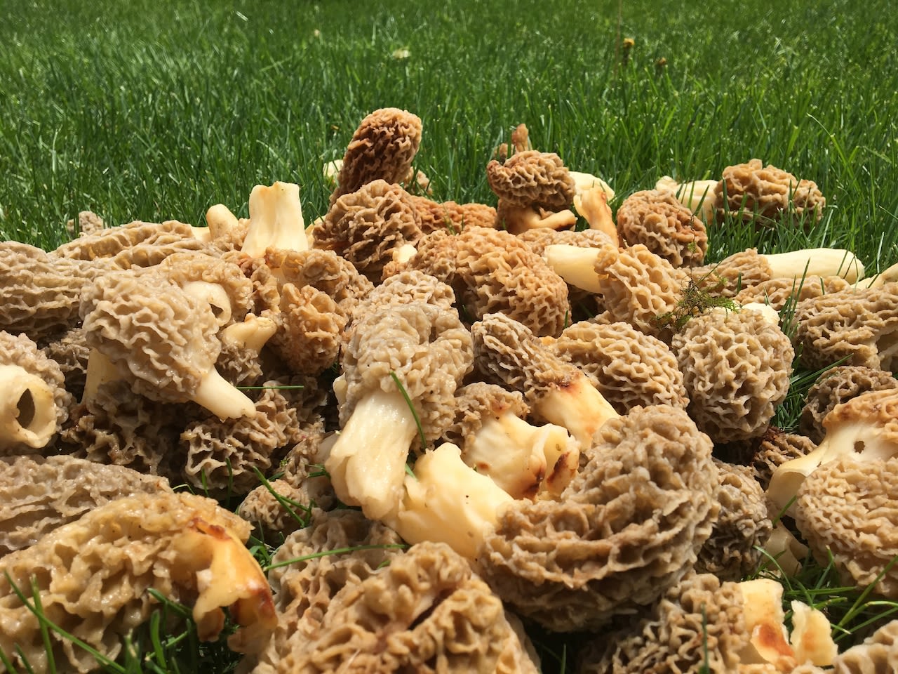 Hunting morel mushrooms in Michigan? Where to look, what to know