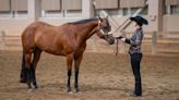 Competitors show off their horses in Apple Blossom Classic at MSU Pavilion - The State News