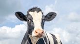 Royaume-Uni : Les images d’une vache percutée volontairement par la police suscite l’indignation