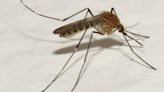 Mosquitos carrying West Nile virus found in San Fernando Valley