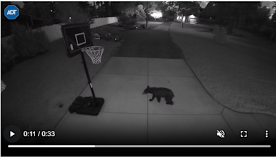 Bear refuses to leave the Charlotte area, stumping wildlife officers
