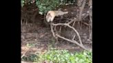 Watch: Jaguar flies through the air to pounce on unsuspecting caiman