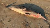 Beaked whale washes ashore on beach in Spring Lake, New Jersey