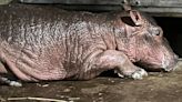 Fiona the hippo becomes big sister as Cincinnati Zoo announces birth of new calf