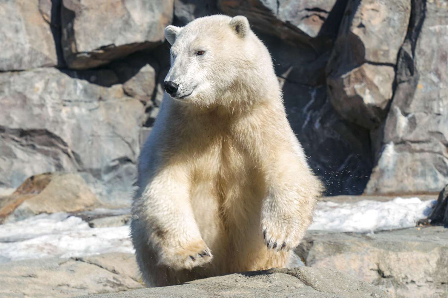 Polar Bear at Alaska Zoo Gets in the Olympic Spirit and Goes Viral for Diving in Exhibit: 'Perfect Form'