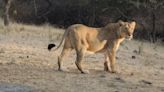 Africa’s toughest lion and his brother set new record by swimming across perilous river | World News - The Indian Express