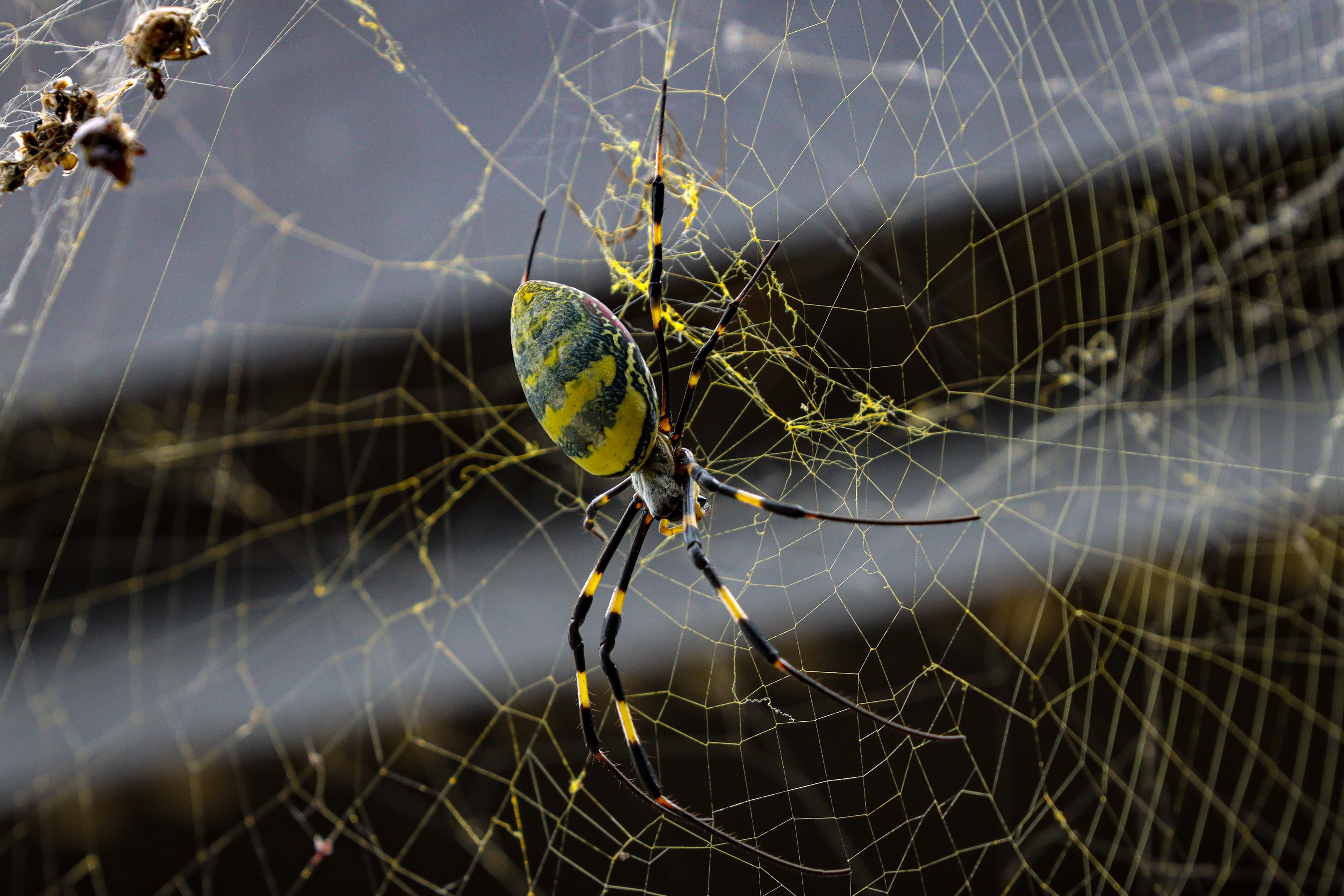 Giant Joro spiders are invading the East Coast. Don’t worry, they’re shy.